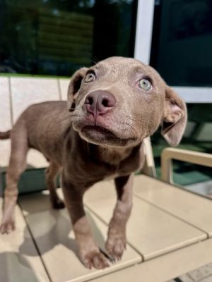 Phillip Pit Bull Terrier Dog