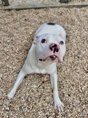 Snout Pit Bull Terrier Dog
