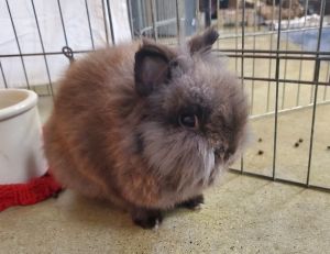 Birch, Young Male Lionhead