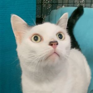 Leo, Senior Male Domestic Short Hair