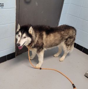 Primary Color Black Secondary Color White Weight 57lbs Age 4yrs 0mths 0wks