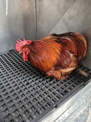 110296, Adult Male Chicken