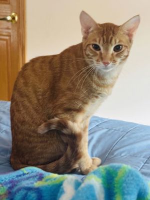 Nemo, Young Male Tabby