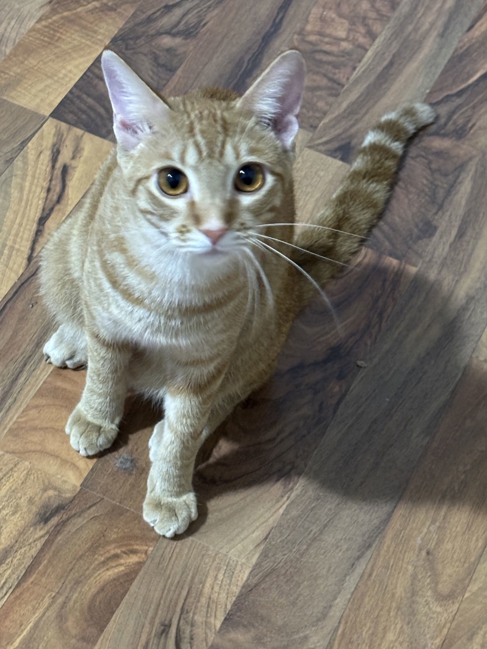 Nemo, an adoptable Tabby, Domestic Short Hair in Elk River, MN, 55330 | Photo Image 1