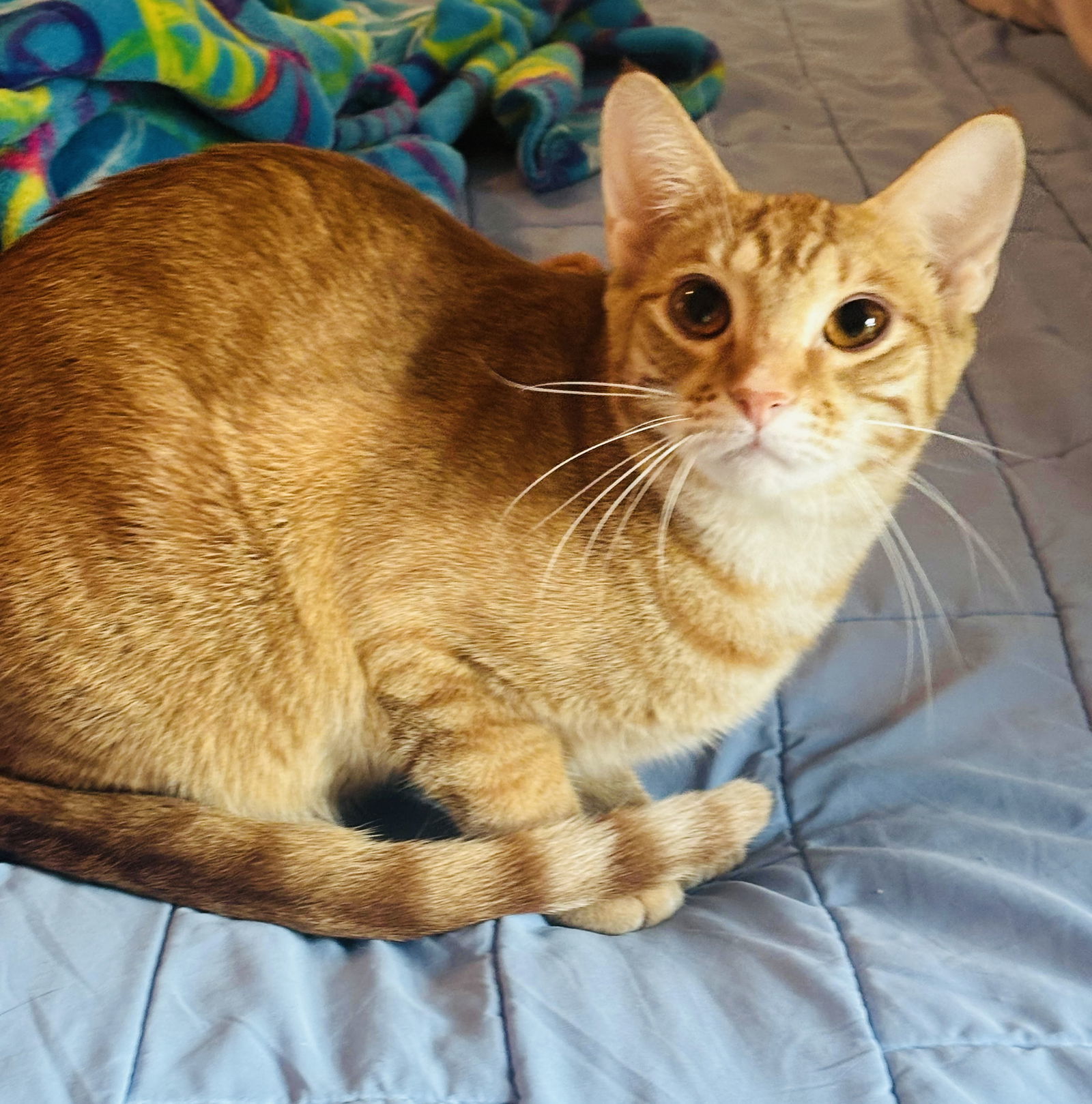 Nemo