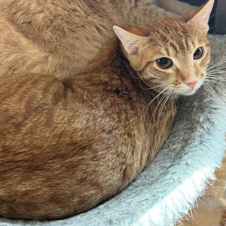 Nemo