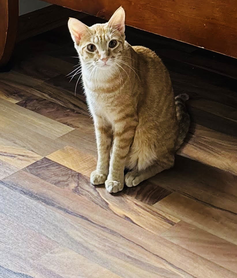 Nemo, an adoptable Tabby, Domestic Short Hair in Elk River, MN, 55330 | Photo Image 3