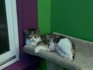 Amber might seem shy at first but do not let that fool you with this kitty Amber can be quite