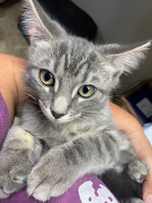CAT-QUIBBLE, Baby Female Domestic Short Hair