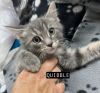 CAT-QUIBBLE photo 2