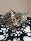 CAT-QUIBBLE photo 3