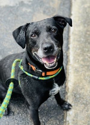 Dubbie, Senior Male Mixed Breed