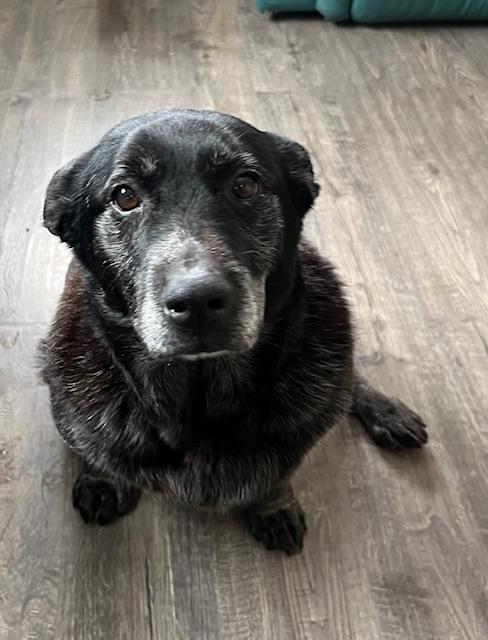 Chakitta, an adoptable Australian Cattle Dog / Blue Heeler, Mixed Breed in Dillon, MT, 59725 | Photo Image 1