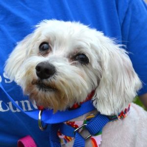 Ivory (bonded w/Ebony), Adult Female Maltese
