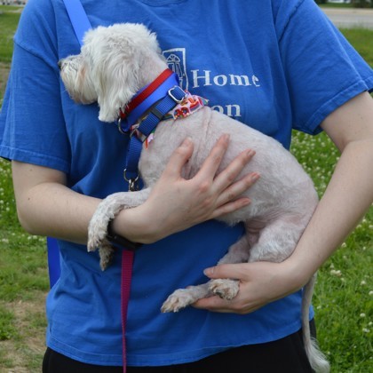 Ivory (bonded w/Ebony)