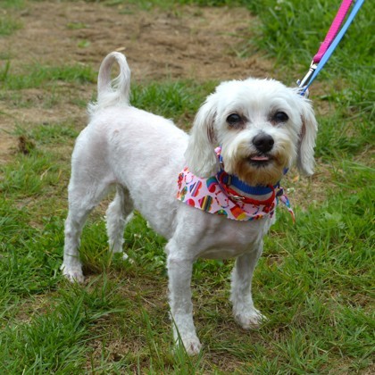 Ivory (bonded w/Ebony)