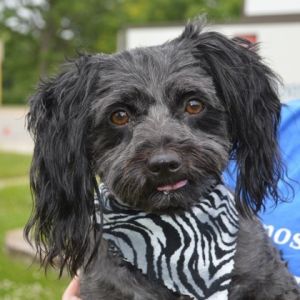 Ebony (bonded w/Ivory), Adult Female unknown