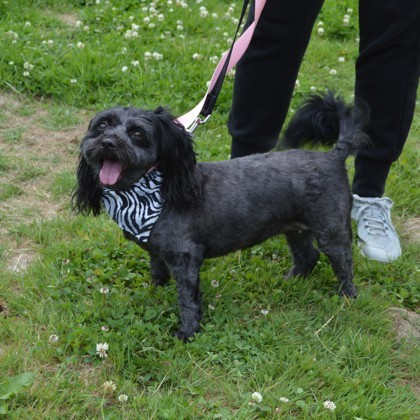 Ebony (bonded w/Ivory)