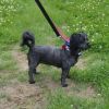 Ebony (bonded w/Ivory) photo 3