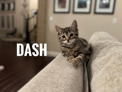 Dash