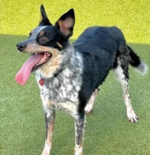 Toby, Adult Male Australian Cattle Dog / Blue Heeler