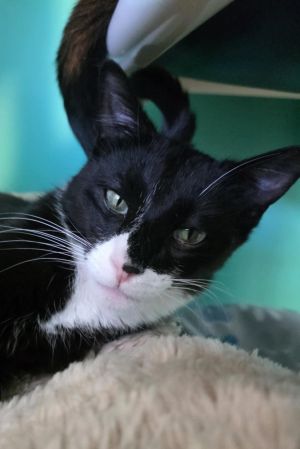 Tex, Young Male Domestic Short Hair