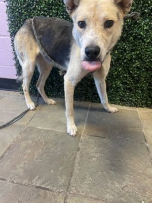 Quinn*, Adult Female Mixed Breed