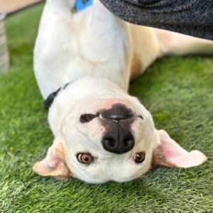 DeeDee*, Adult Female Terrier