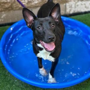 Laika, Young Female Rat Terrier