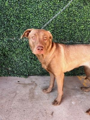 Justina*, Adult Female Labrador Retriever