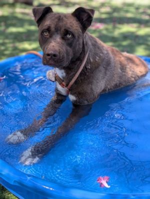 Paddington*, Adult Male Mixed Breed