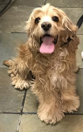 Wall-E, Senior Male Cocker Spaniel