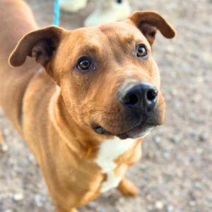 Hot Rod*, Adult Male Rhodesian Ridgeback