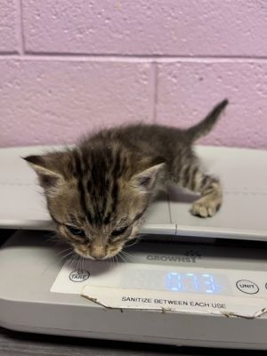 58355485, Baby Male Domestic Short Hair