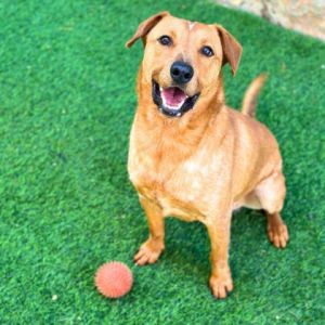 Frito*, Adult Male Shepherd