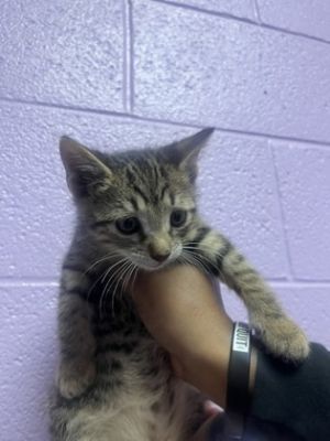 58479868, Baby Female Domestic Short Hair