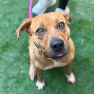 Amethyst*, Senior Female Mixed Breed