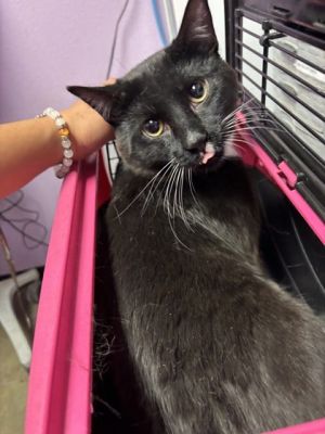 58495359, Baby Male Domestic Short Hair