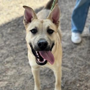 Cash, Young Male Shepherd