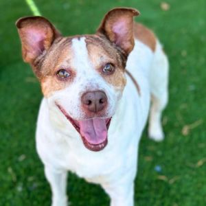 Blue, Adult Female Pit Bull Terrier