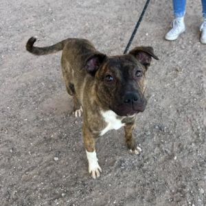 Samantha*, Adult Female Pit Bull Terrier