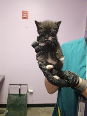 58526239, Baby Male Domestic Short Hair