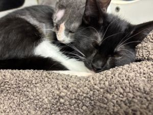58626363, Baby Female Domestic Short Hair
