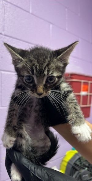 58105245, Baby Male Domestic Short Hair