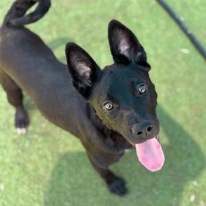 Mystic*, Young Female Mixed Breed