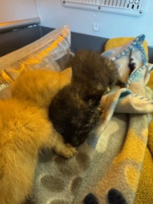 58253730, Baby Female Domestic Short Hair