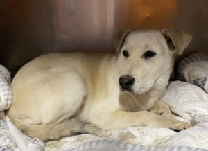 Lele*, Adult Female Mixed Breed