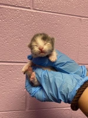 58615092, Baby Female Domestic Short Hair