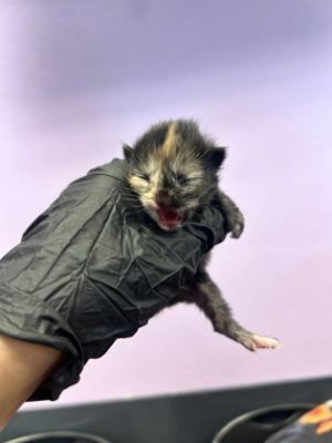 58534204, Baby Female Domestic Short Hair