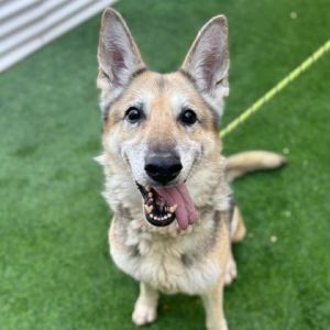 Henrietta*, Adult Female German Shepherd Dog